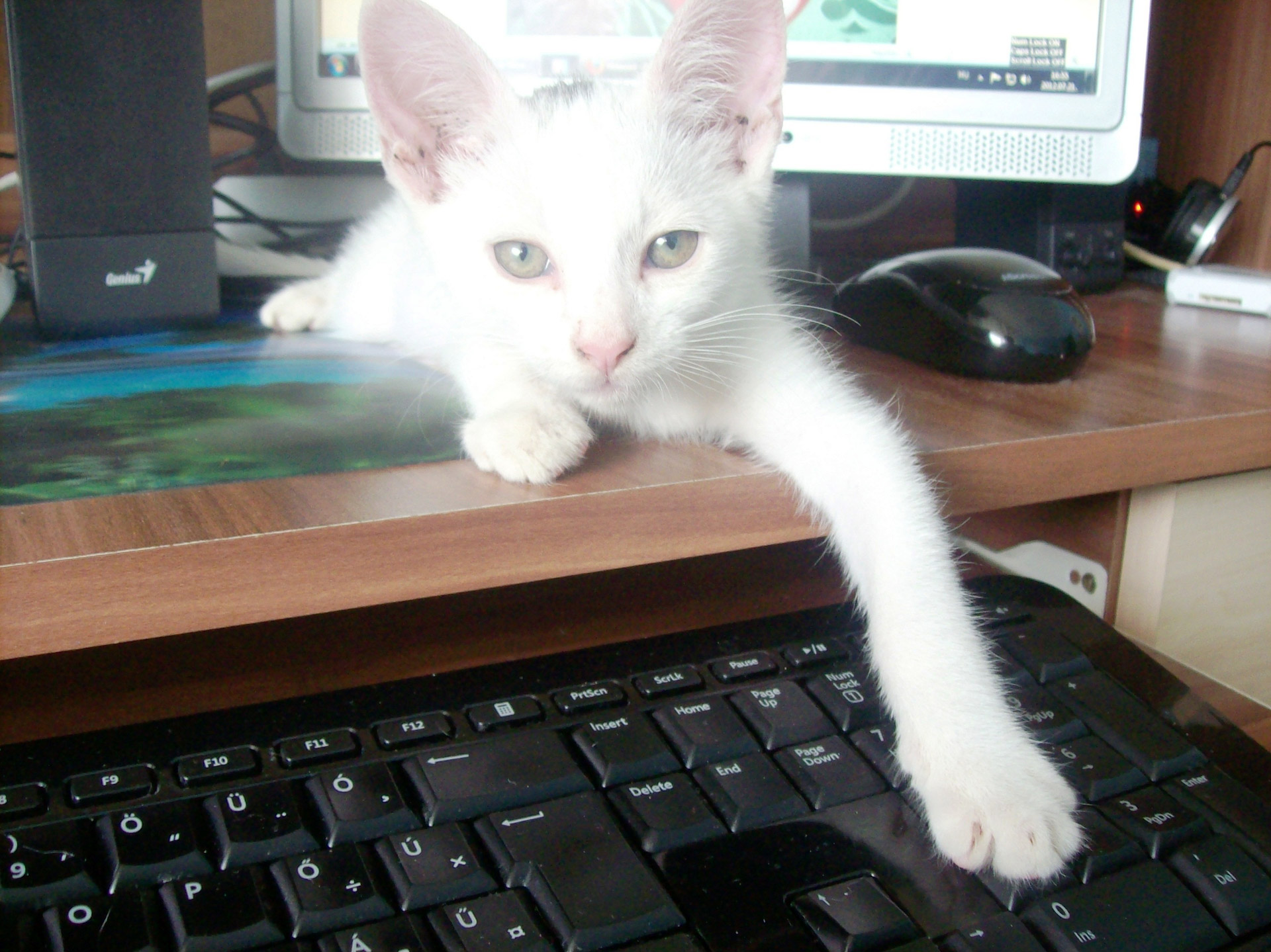 cat on keyboard